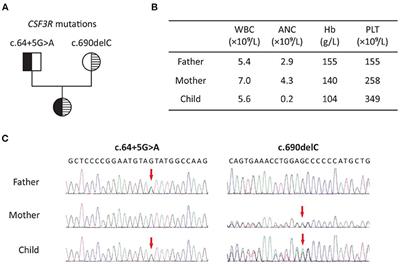 Efficacy of Low-Dose rhGM-CSF Treatment in a Patient With Severe Congenital Neutropenia Due to CSF3R Deficiency: Case Report of a Novel Biallelic CSF3R Mutation and Literature Review